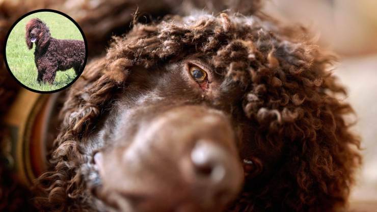 Cura del pelo dell'Irish Water Spaniel