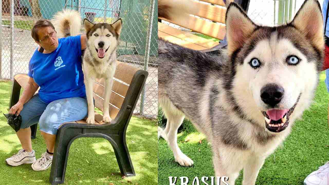 Cane adottato dal rifugio viene riportato indietro dopo tre ore