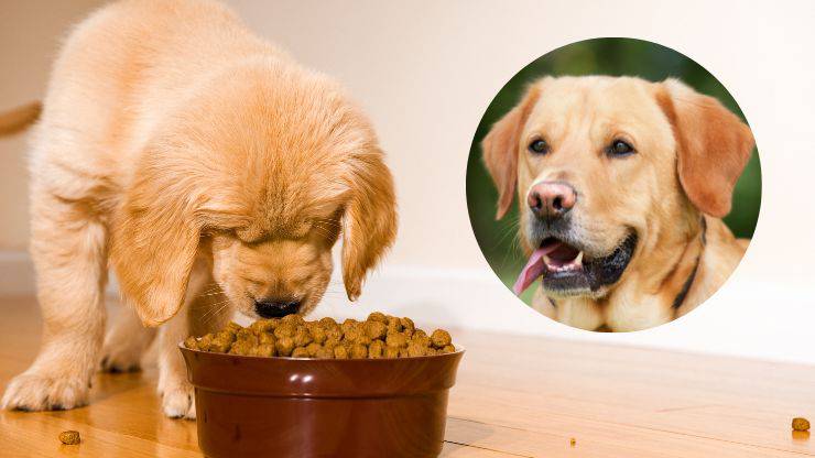 Dieta cuccioli allergia alimentare cane adulto