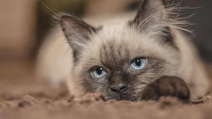 Síndrome de dificultad respiratoria aguda en gatos