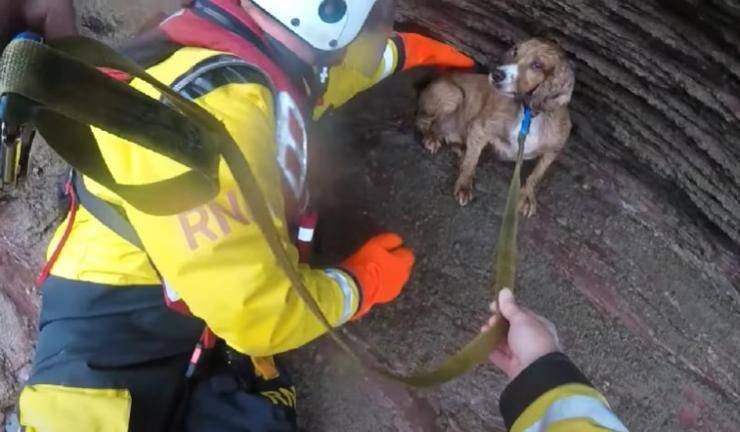 cane salvato vigili del fuoco