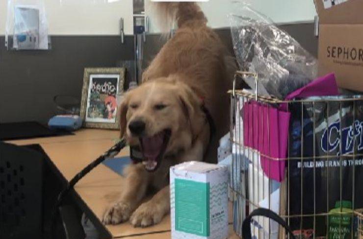 cane da ufficio