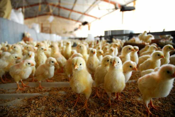 Detener la matanza de pollitos machos para 2026: la decisión histórica aprobada por el Parlamento italiano