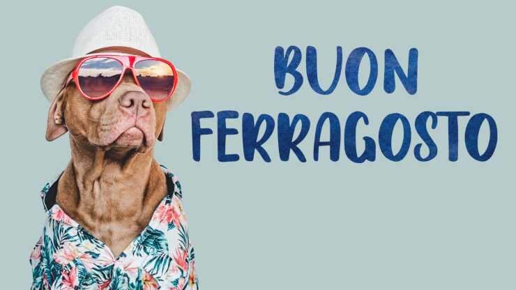 Ferragosto cane