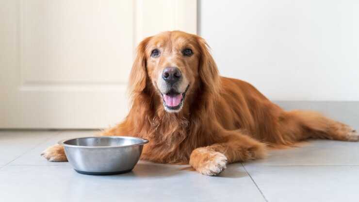 Ogni quanto dare da mangiare al cane