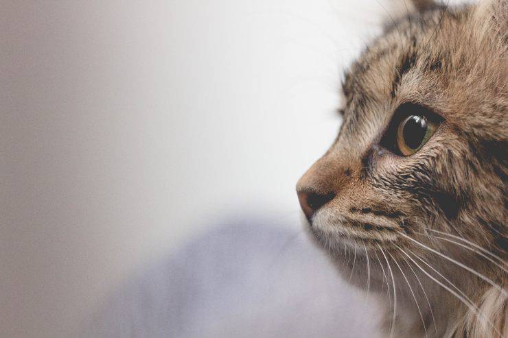 Oggetti casalinghi che spaventano i gatti