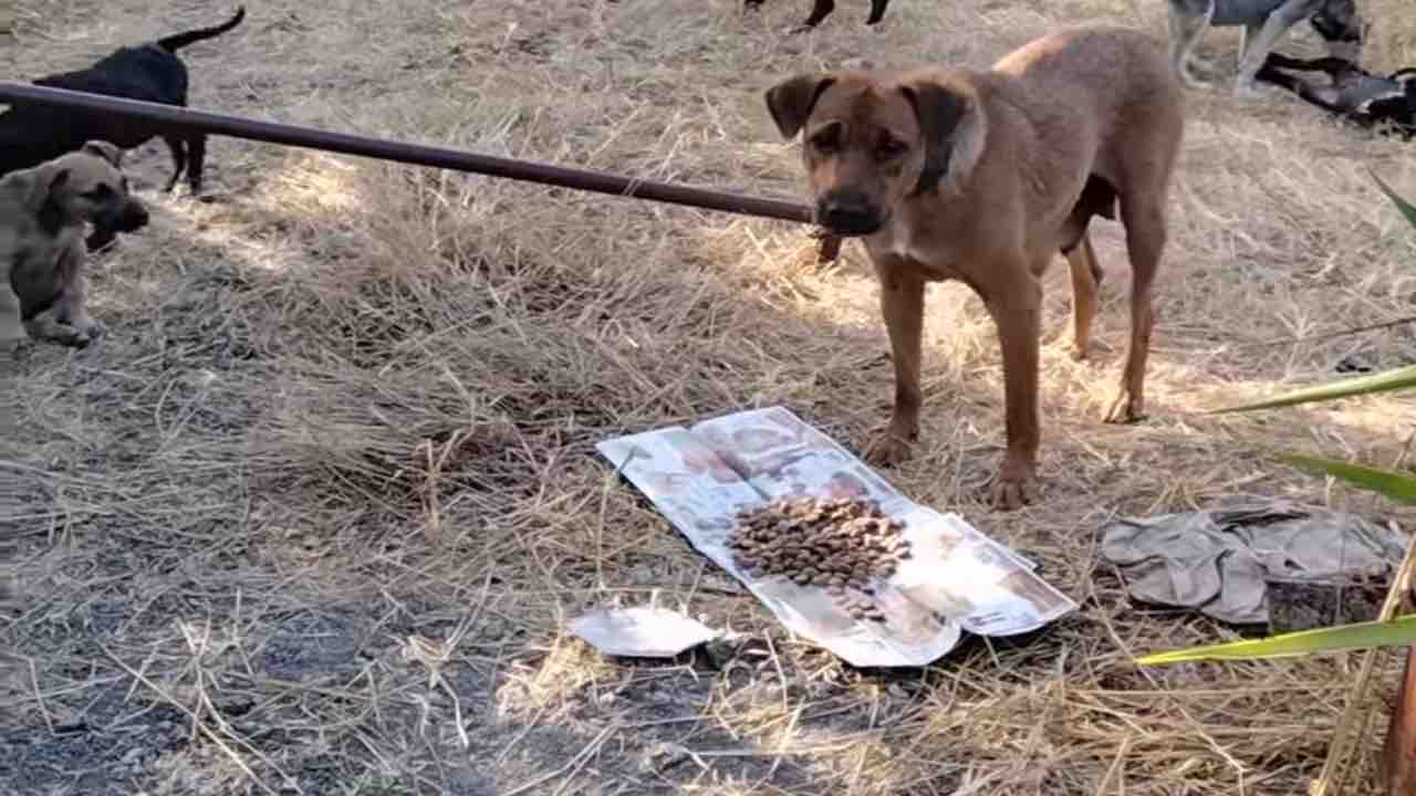 Il cane Odessa è in pericolo trovata con un tubo alla gola VIDEO