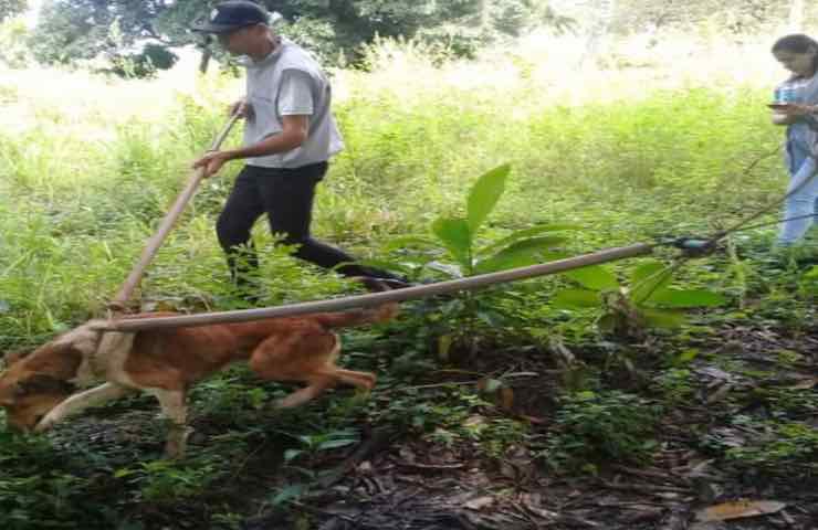 Cane albero