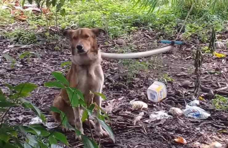 Cane albero