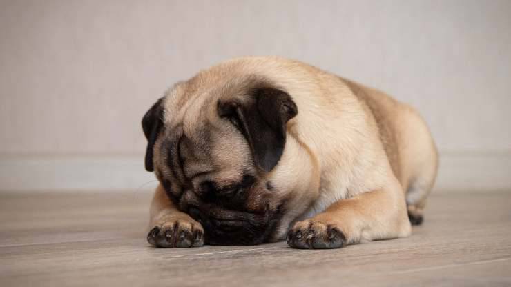 cane con zampa sull occhio