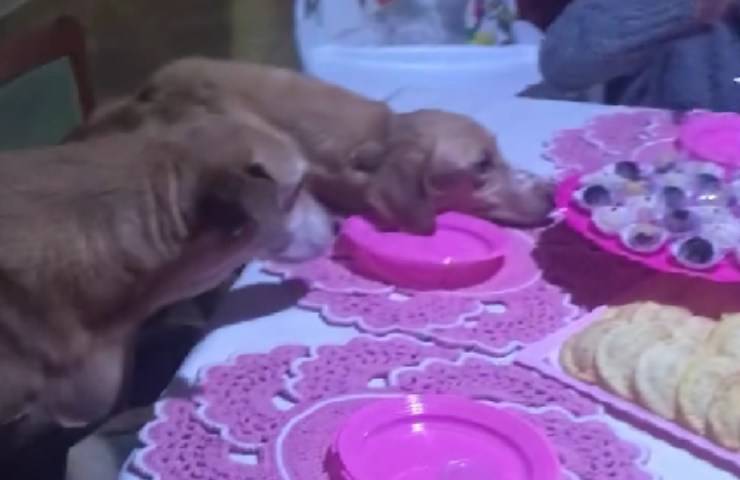 nonna maria festeggia cani