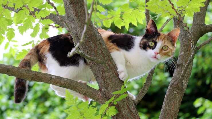 Curiosità gatta femmina