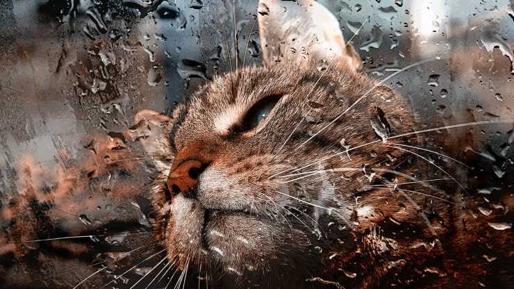 Pioggia gatto