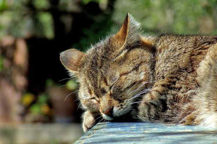 Il gatto non dorme in casa