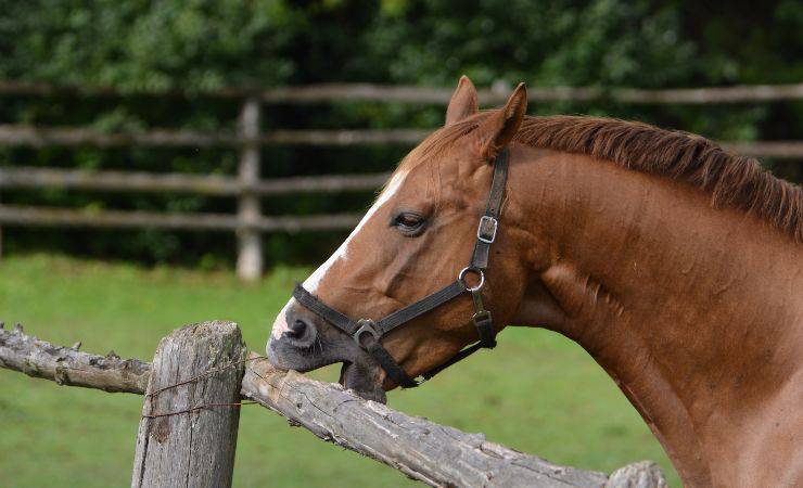 cavallo mangia legno