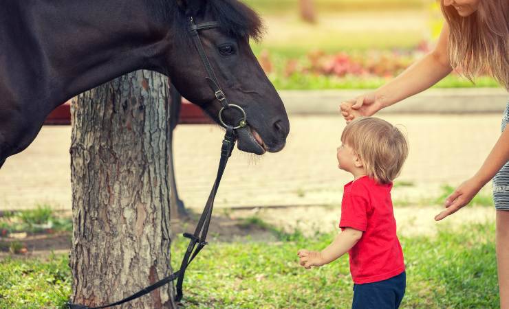 cavallo perfetto per pet therapy