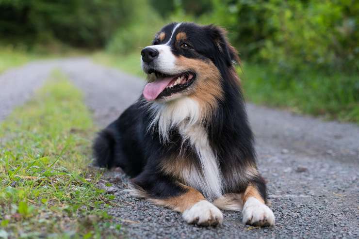 Cagnolino riposa in strada