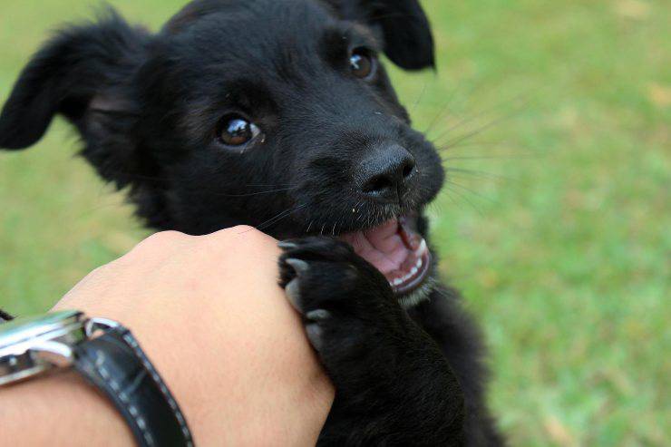 Il cane e il suo starnutire