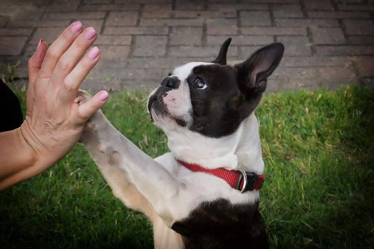 Perché i cani danno la zampa