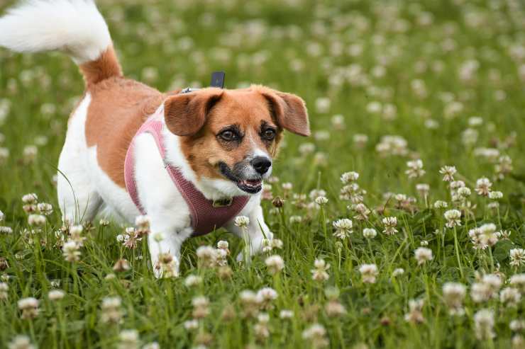 Cagnolino si muove nel prato