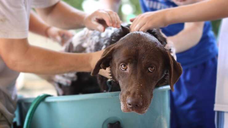 Come scegliere toelettatore cane