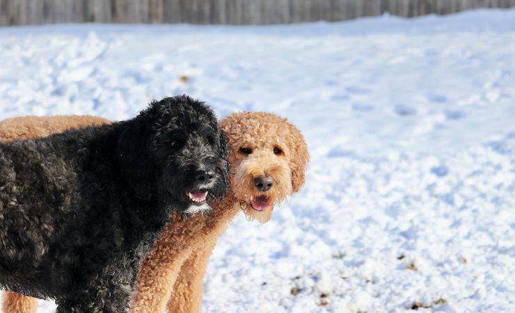 due goldendoodle