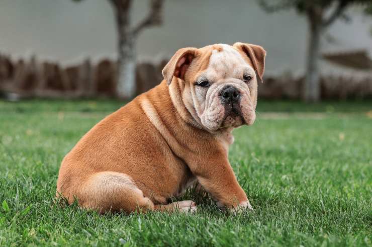 Il cagnolino pacifico