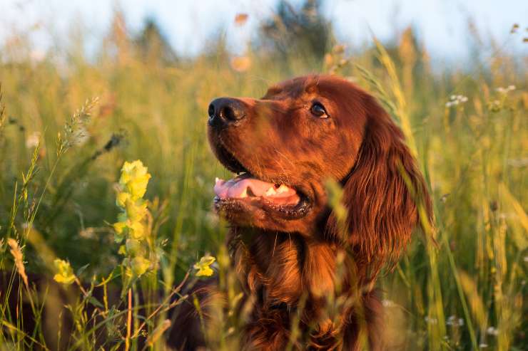 Fotosensibilità nel cane