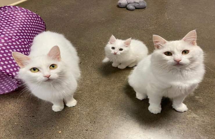 Inseparabili gatti bianchi