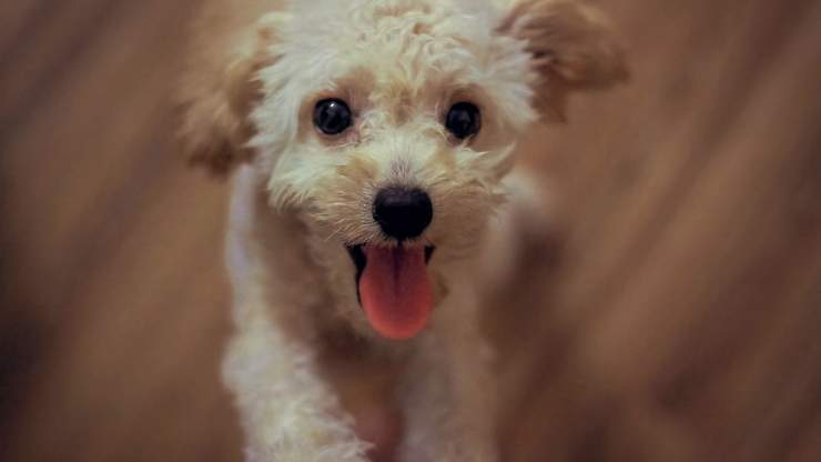 gli occhi del cane si riempiono di lacrime quando ci vede