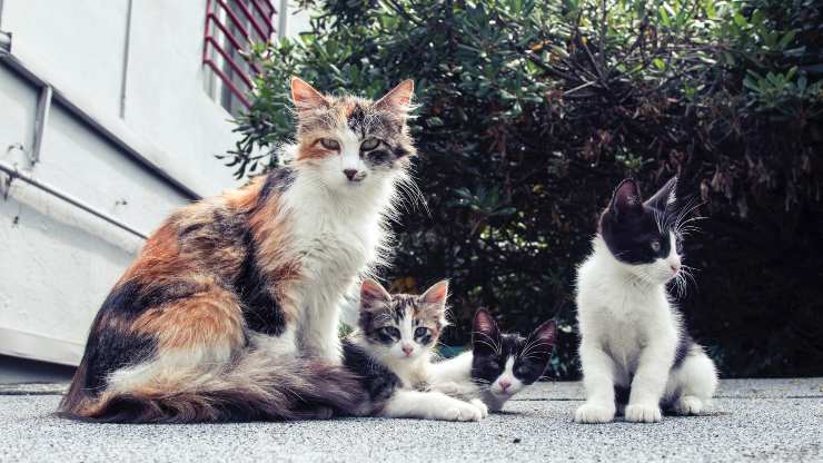 gli ormoni del gatto influenzano il suo comportamento