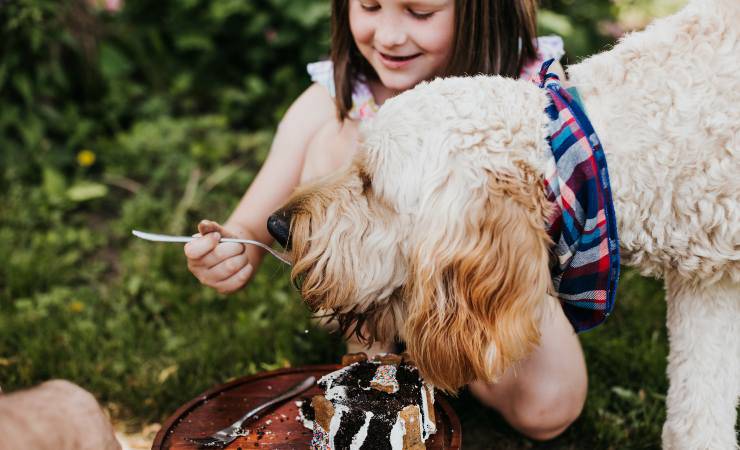 goldendoodle mangia