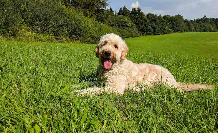 goldendoodle 