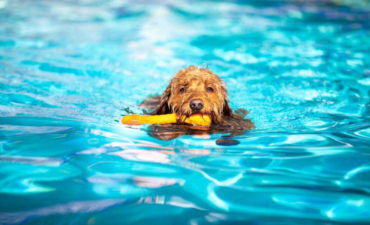 goldendoodle in piscina