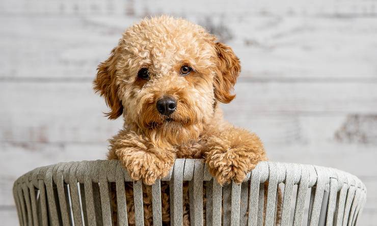 goldendoodle