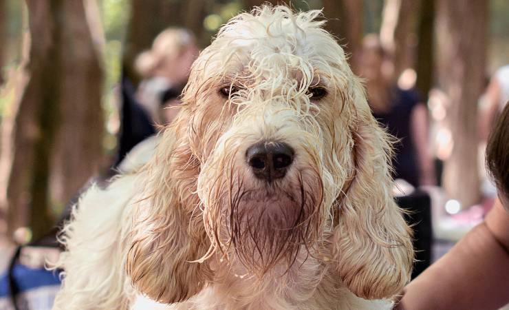 Grand Basset Griffon Vendéen