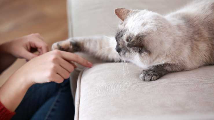 il gatto tocca con la zampa