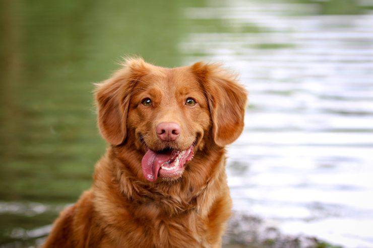 Razze di cani più resistenti alle malattie