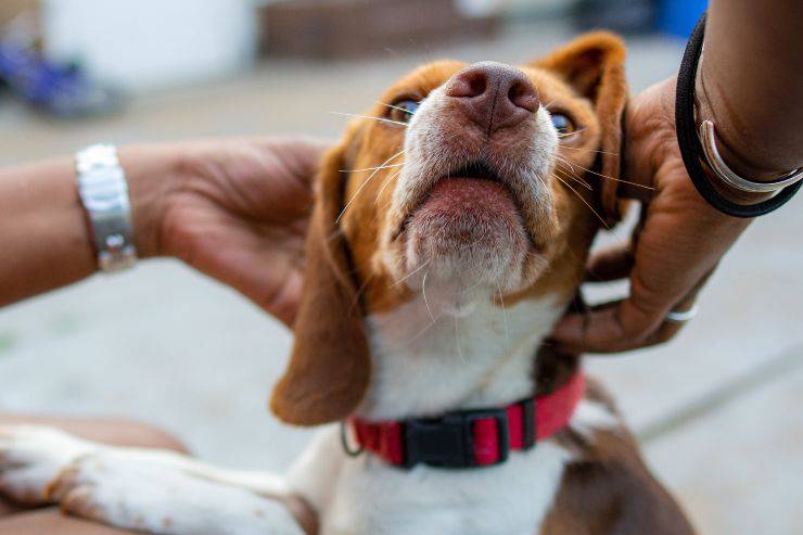 Il cane starnutisce se lo accarezzo