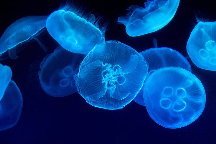 Come si riproducono le meduse