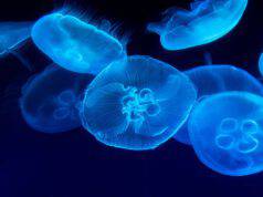 Le meduse e la riproduzione