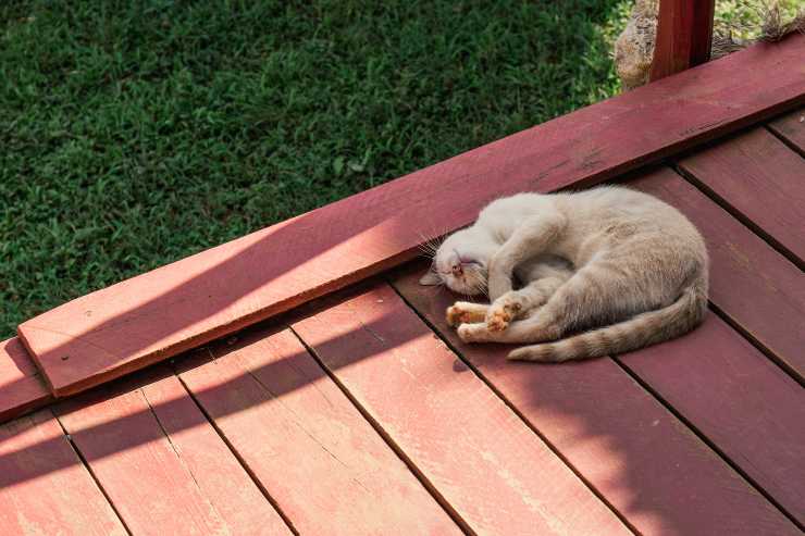 Micio e il suo dormire fuori