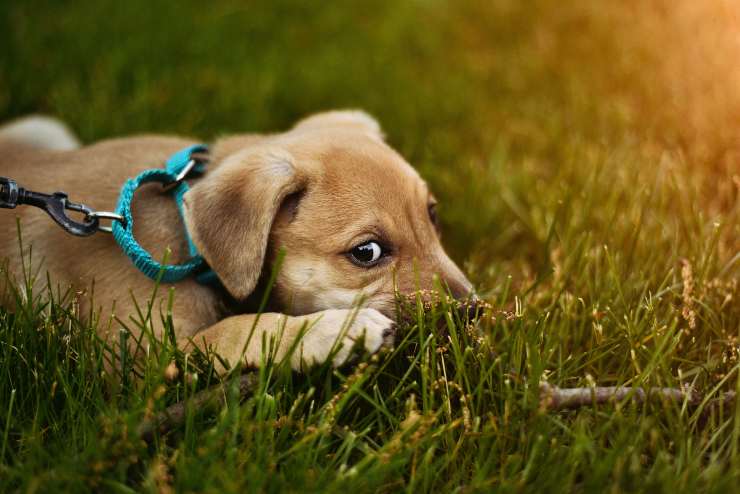 Il cane anziano si spaventa sempre