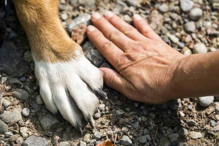 La zampa e la mano