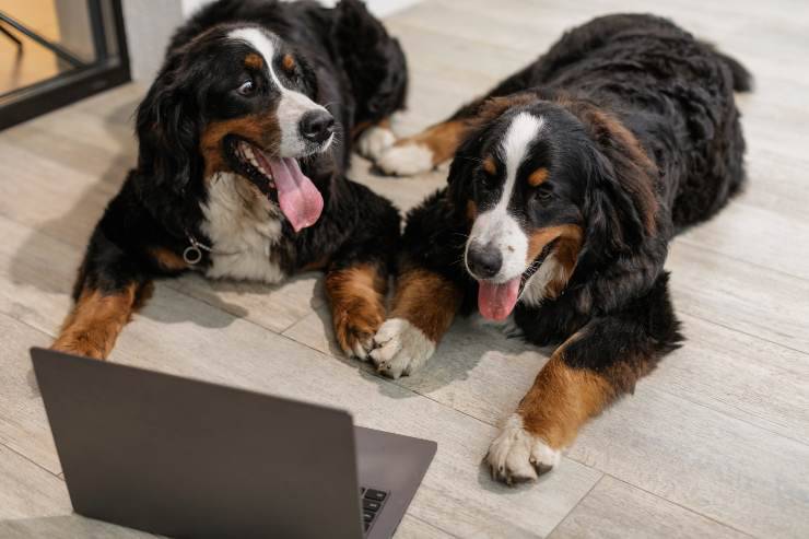 Cagnolini davanti al pc