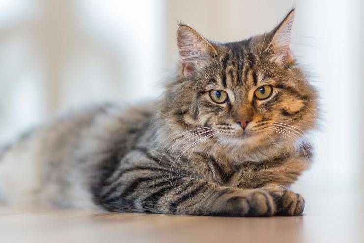 Felino disteso sul pavimento