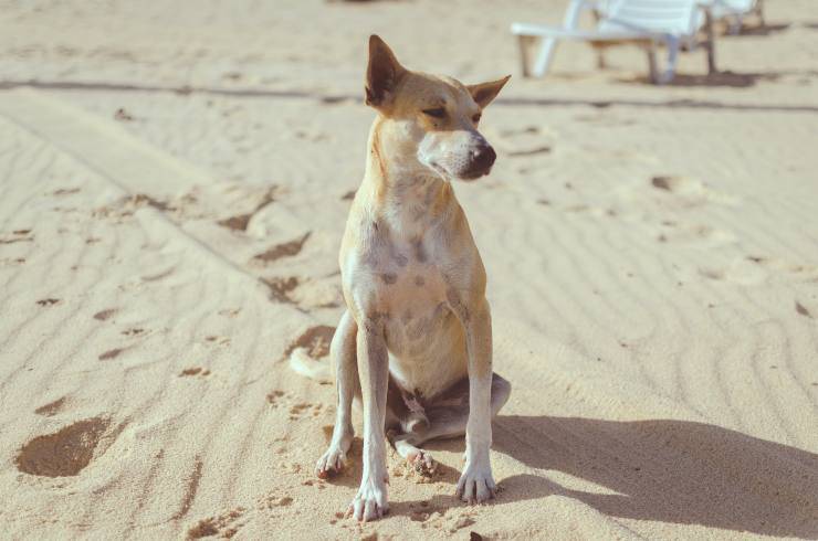 Il comportamento del cane