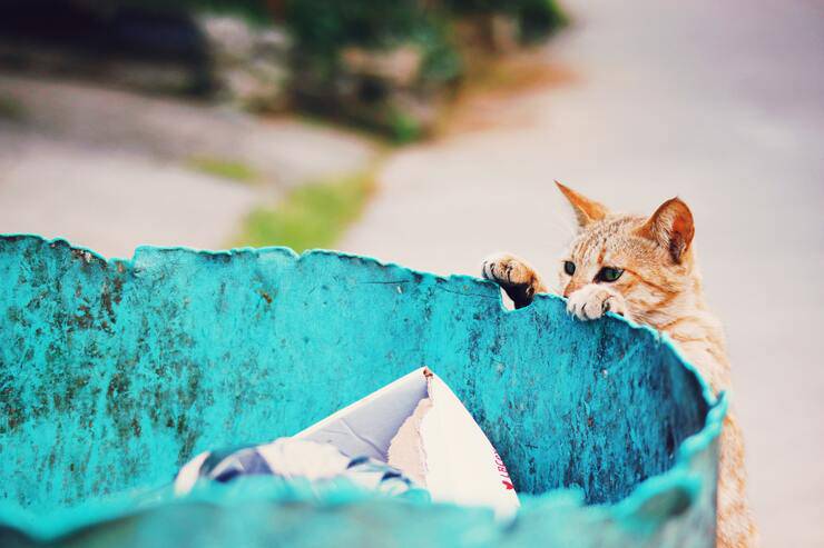 Gatto sbattuto ripetutamente sui bidoni della spazzatura dalla sua proprietaria (Foto Pexels)