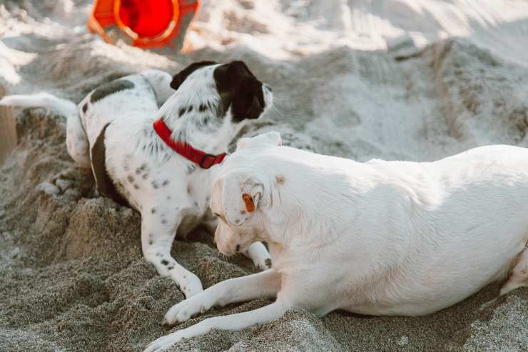 Razze canine più pacifiche