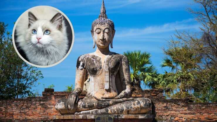 Leggenda buddhista gatto
